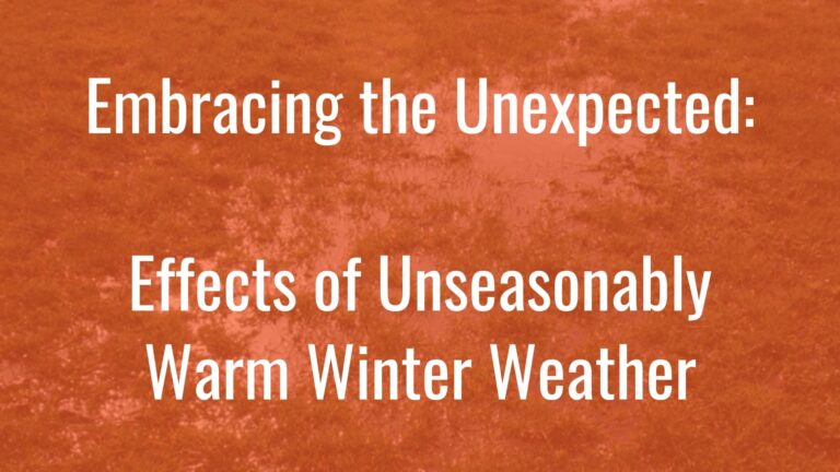Embracing the Unexpected: Effects of Unseasonably Warm Winter Weather