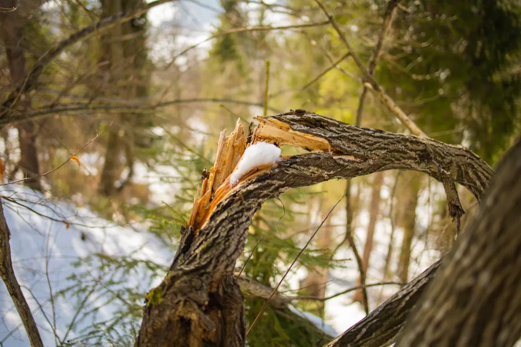 Broken tree branch with snow resting on the split in a forest with snowy ground and blurred trees.